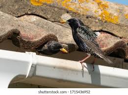 Attēlu rezultāti vaicājumam “Sturnus vulgaris nest”