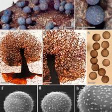 Attēlu rezultāti vaicājumam “Lamproderma echinosporum macro”