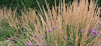 Attēlu rezultāti vaicājumam “Calamagrostis purpurea flower”