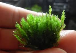 Attēlu rezultāti vaicājumam “Fissidens adianthoides”