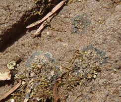 Attēlu rezultāti vaicājumam “Parmeliella triptophylla”