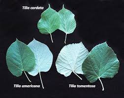 Attēlu rezultāti vaicājumam “Tilia americana”