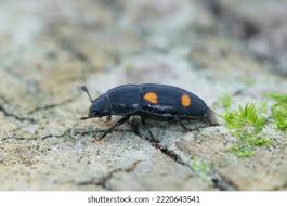 Attēlu rezultāti vaicājumam “Glischrochilus hortensis”