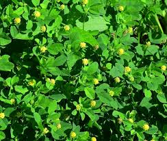 Attēlu rezultāti vaicājumam “Medicago lupulina”