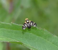 Attēlu rezultāti vaicājumam “Urophora cardui”