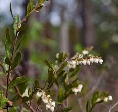 Attēlu rezultāti vaicājumam “Chamaedaphne calyculata leaf”