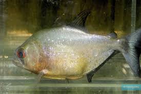 Image result for Prestatyn Piranhas