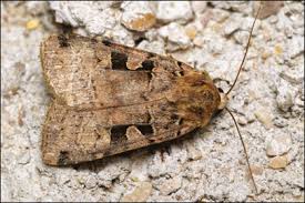 Attēlu rezultāti vaicājumam “Xestia triangulum”