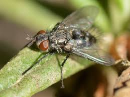 Attēlu rezultāti vaicājumam “Tachinidae”