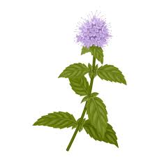 Attēlu rezultāti vaicājumam “Mentha aquatica leaf”