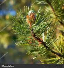 Attēlu rezultāti vaicājumam “Pinus sylvestris male flower”