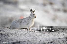 Attēlu rezultāti vaicājumam “Lepus timidus”