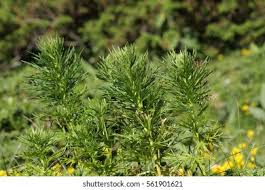 Attēlu rezultāti vaicājumam “Aconitum napellus leaf”