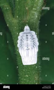 Attēlu rezultāti vaicājumam “Orthezia urticae”