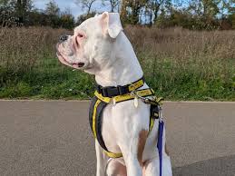 Image result for Banbury Bulldogs