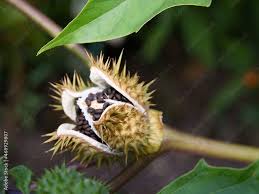 Attēlu rezultāti vaicājumam “Datura stramonium fruit”