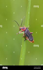 Attēlu rezultāti vaicājumam “Cantharis rustica imago”