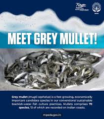 Image result for Mugil cephalus