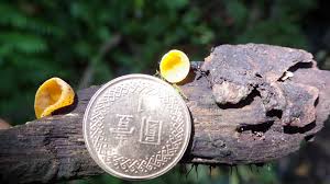 Attēlu rezultāti vaicājumam “Hymenoscyphus calyculus”