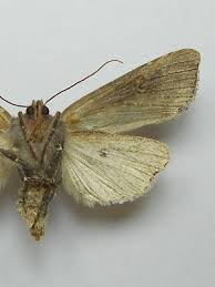 Attēlu rezultāti vaicājumam “Lithomoia solidaginis”