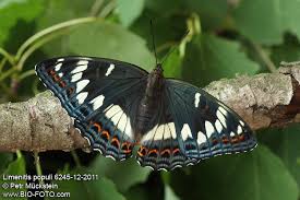 Attēlu rezultāti vaicājumam “Limenitis populi upperside”