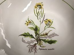 Attēlu rezultāti vaicājumam “Diplotaxis muralis”