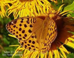 Attēlu rezultāti vaicājumam “Argynnis laodice male”