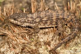 Attēlu rezultāti vaicājumam “Lycogala convexum sessile”