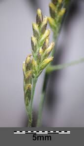 Attēlu rezultāti vaicājumam “Puccinellia distans”