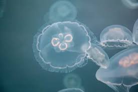 Attēlu rezultāti vaicājumam “Scyphozoa”