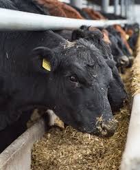 Image result for ganado bovino