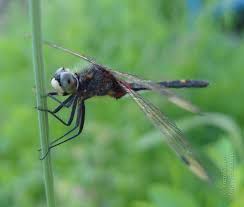 Attēlu rezultāti vaicājumam “Leucorrhinia pectoralis”
