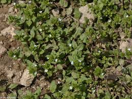 Attēlu rezultāti vaicājumam “Veronica agrestis leaf”