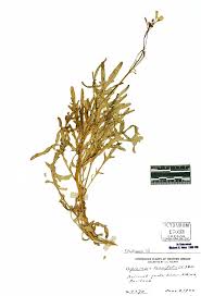 Image result for Diplotaxis tenuifolia