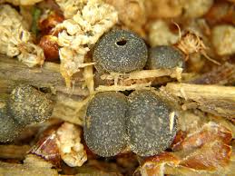 Attēlu rezultāti vaicājumam “Lycogala convexum”