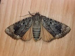 Attēlu rezultāti vaicājumam “Amphipyra perflua”