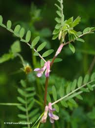 Attēlu rezultāti vaicājumam “Vicia”