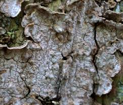 Attēlu rezultāti vaicājumam “Laurilia sulcata”