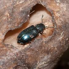 Attēlu rezultāti vaicājumam “Necrobia violacea”