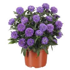 Image result for Aster novi-belgii
