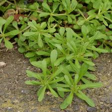 Image result for Galium aparine