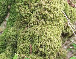 Attēlu rezultāti vaicājumam “Isothecium myosuroides”