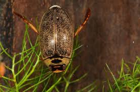 Attēlu rezultāti vaicājumam “Rhantus frontalis”