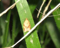 Attēlu rezultāti vaicājumam “Aphelia viburniana”