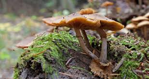 Attēlu rezultāti vaicājumam “Galerina marginata”