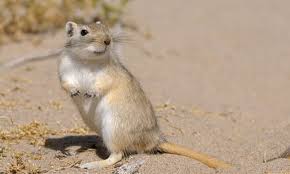 Image result for Gerbil
