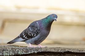 Attēlu rezultāti vaicājumam “Columba livia f. domestica”