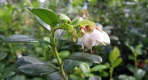 Attēlu rezultāti vaicājumam “Vaccinium vitis-idaea bud”