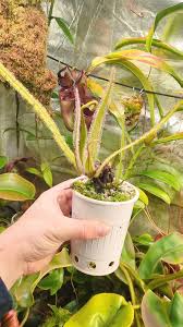 Attēlu rezultāti vaicājumam “Diderma roanense stalked”