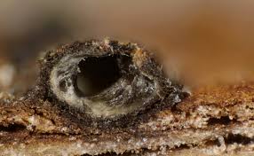 Attēlu rezultāti vaicājumam “Didymium tussilaginis macro”